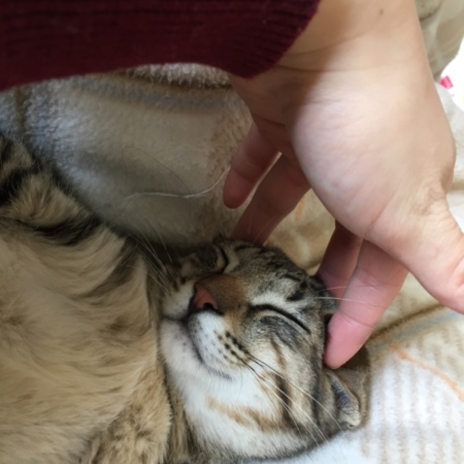 chocobaby214のカバー写真