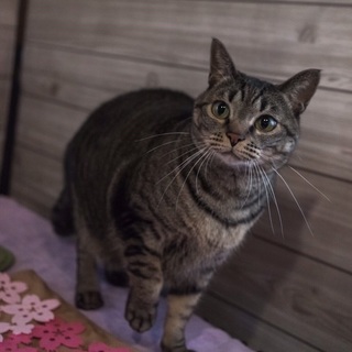 [トライアル決定！]超美猫！サバトラ♀！