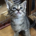 家族になってもらえませんか？
