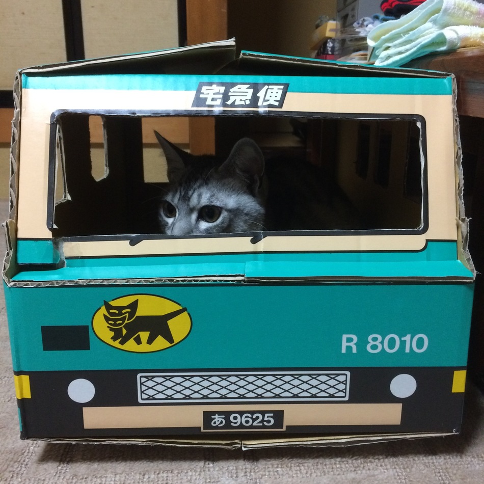 アキのカバー写真