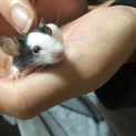 パンダマウス