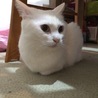 耳ピーン