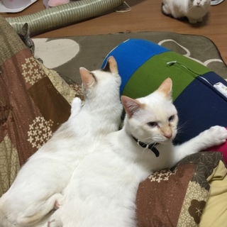 不思議な力を持つネコノコ