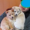 子犬二匹  雑種  3ヶ月 サムネイル4
