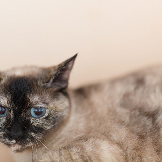 おとなしくて可愛いファ—クちゃん