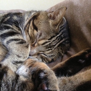 アメリカンショートヘア、16歳、オス