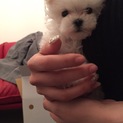 マルチーズ♂３ヶ月の里親さん募集です