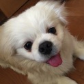 人懐っこいペキニーズ