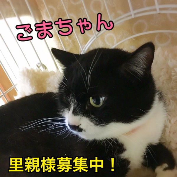 ハチワレ覆面 ごまちゃん 三重県 猫の里親募集 ペットのおうち 月間利用者150万人 ハチワレ覆面 ごまちゃん 三重県 猫の里親募集 ペットのおうち 月間利用者150万人