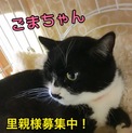 ハチワレ覆面？ごまちゃん₍。
