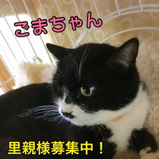 ハチワレ覆面？ごまちゃん₍。