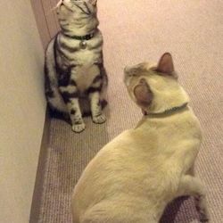 3匹飼いはいいぞー