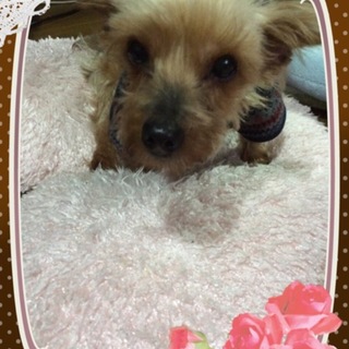 ヨークシャテリア女の子8歳
