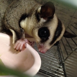 フクロモモンガ1歳♂里親募集（宅配不可）