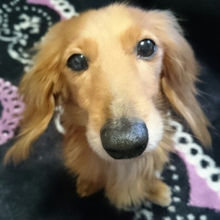 決定☆『くく』フレンドリーで人の傍が好き