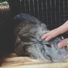 急募＊ うさぎのレトン サムネイル2