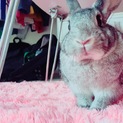 急募＊ うさぎのレトン