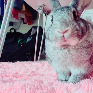 急募＊ うさぎのレトン