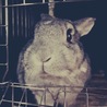 急募＊ うさぎのレトン サムネイル4