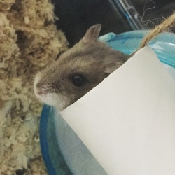 筒がすき