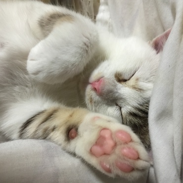 そらにゃん可愛い♥️