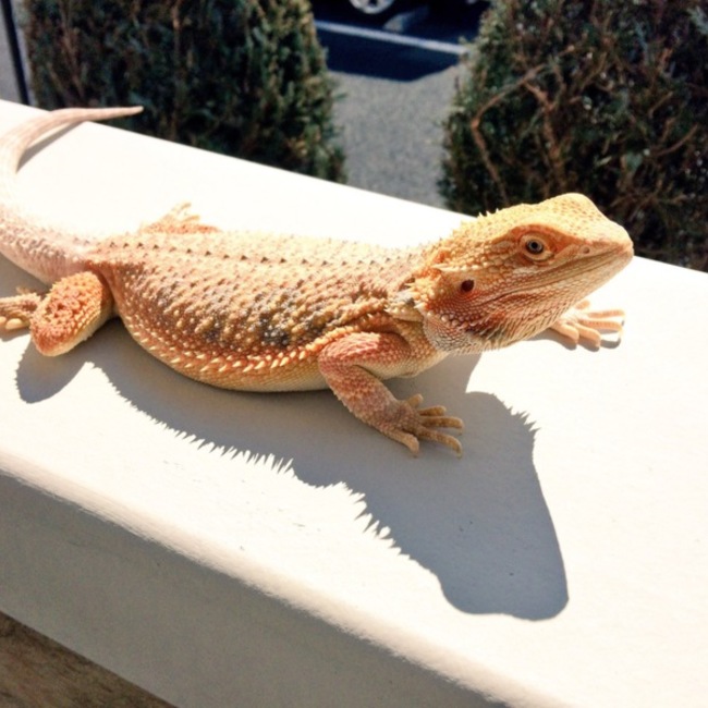 Nyanyannyanのカバー写真