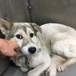 魅惑の野犬、しいちゃん！