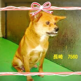 里親様が決まりました。ありがとうございました