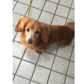 緊急募集！カニサイズのダックスシニアのメス