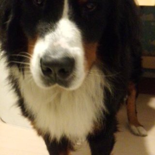 【募集停止】急募！バーニーズマウンテンドッグ男の子