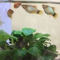 可愛いミッキーマウスプラティ稚魚