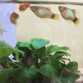 可愛いミッキーマウスプラティ稚魚