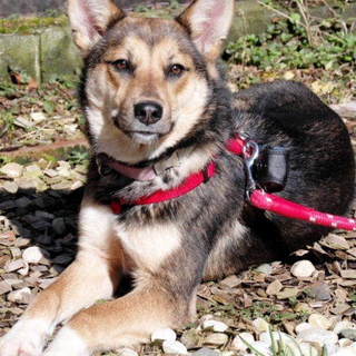 おだやかな仔犬の「をとめ」ちゃんです☆