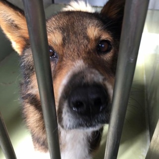 僕を家族にしてください！