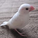 手乗り白文鳥  里親募集！