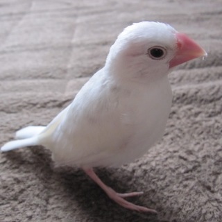 手乗り白文鳥  里親募集！
