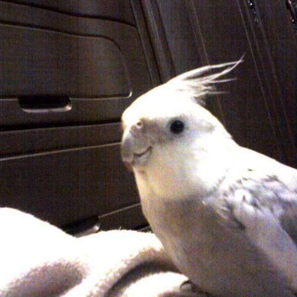 シナモンのカバー写真