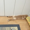 の写真