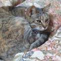 39匹猫多頭飼育崩壊により里親様急募