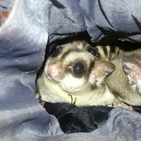 モモスケ♀ジャンピー♀スピン♂