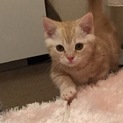 里親様が決まりました。ありがとうございました。