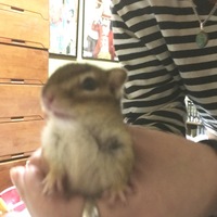 小麦