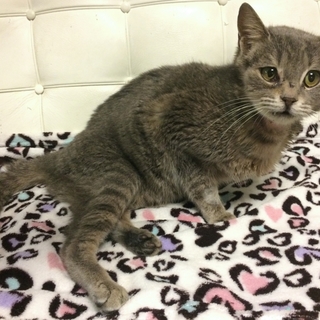 あまえんぼのキジトラの女の子（下半身麻痺）