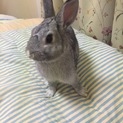 ミニウサギの男の子です‼︎