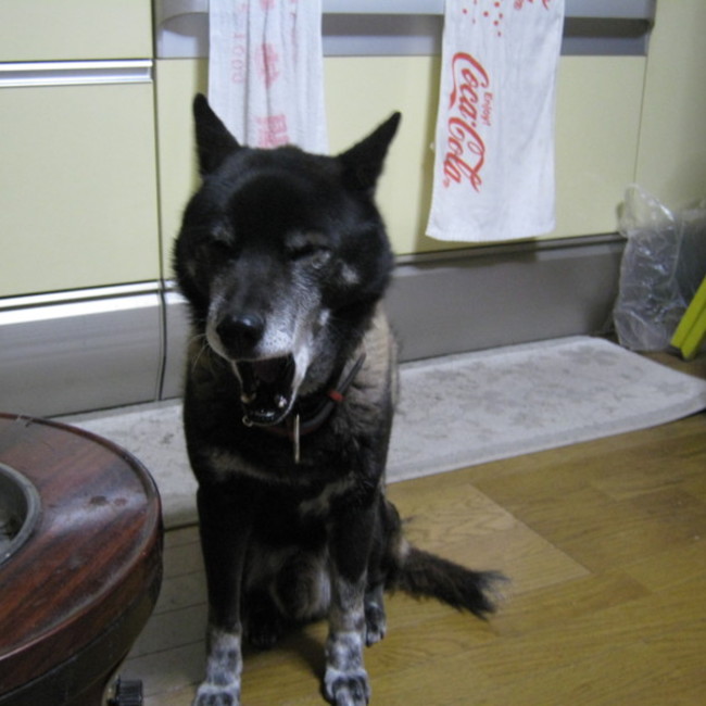 こばやしゆうぞうのカバー写真