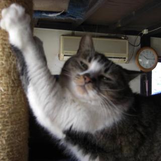 クルミちゃん５歳くらいメス