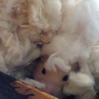 サブローちゃん