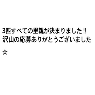 子犬☆3匹里親募集‼︎