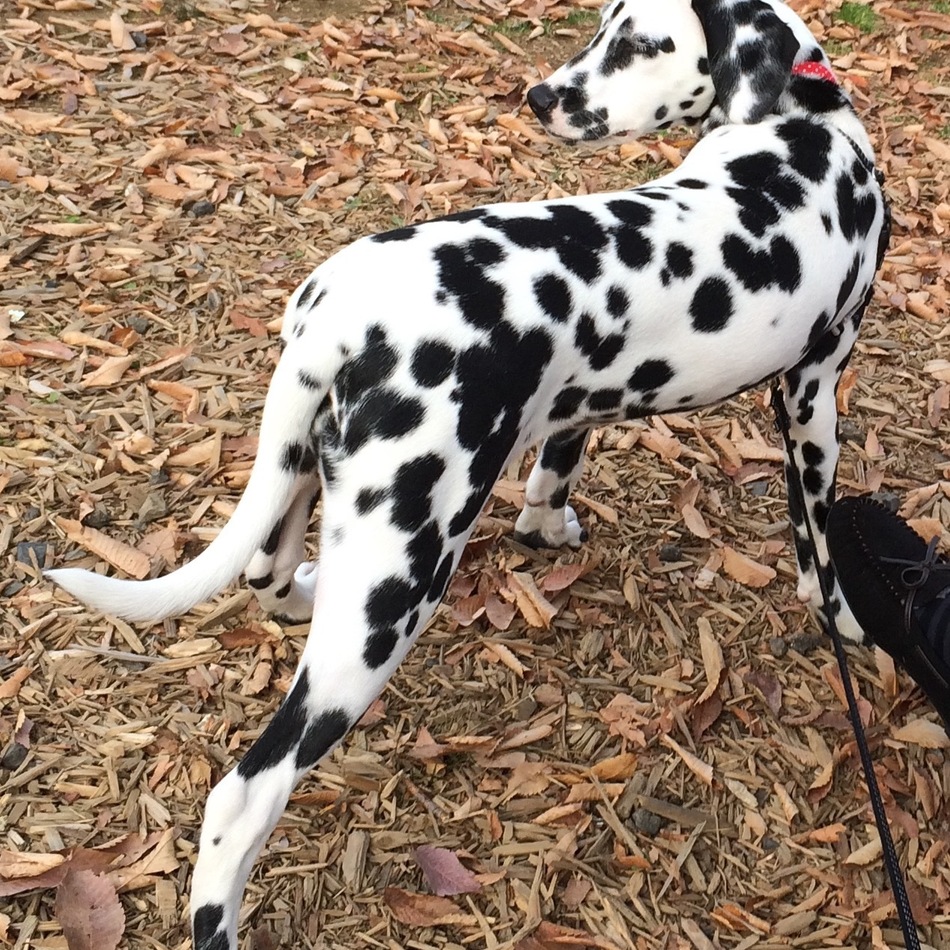 PETRAのカバー写真