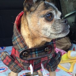 犬猫譲渡会 サムネイル2